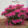 Rhododendron X Autumn Rouge Encore Azalea