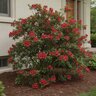 Rhododendron X Autumn Bravo Encore Azalea