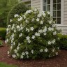 Rhododendron x Autumn Ivory Encore Azalea