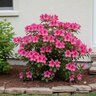 Rhododendron X Autumn Carnival Encore Azalea