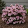 Rhododendron X Robleja Autumn Sweetheart Azalea