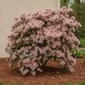 Rhododendron x Autumn Starburst Encore Azalea
