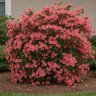 Rhododendron x Autumn Coral Encore Azalea