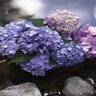 Hydrangea macrophylla The Original Endless Summer Big Leaf Hydrangea 5 gal. (14.88 L) Container