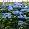 Hydrangea macrophylla The Original Endless Summer Big Leaf Hydrangea 5 gal. (14.88 L) Container