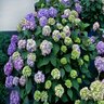 Hydrangea macrophylla Bloomstruck Endless Summer Big Leaf Hydrangea True 3 gal. (11.36 L) Container