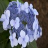Hydrangea Macrophylla Twist-n-Shout Endless Summer Lacecap Hydrangea True 3 gal. (11.36 L)Container