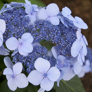 Hydrangea Macrophylla Twist-n-Shout Endless Summer Lacecap Hydrangea