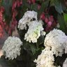 Hydrangea Macrophylla Blushing Bride Endless Summer Big Leaf Hydrangea True 3 gal. (11.36 L) Container