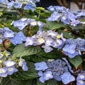Hydrangea Macrophylla Pop Star Endless Summer Big Leaf Hydrangea