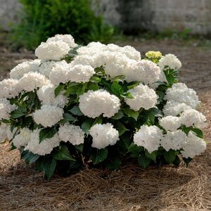 Hydrangea macrophylla Dreamcloud Endless Summer Big Leaf Hydrangea