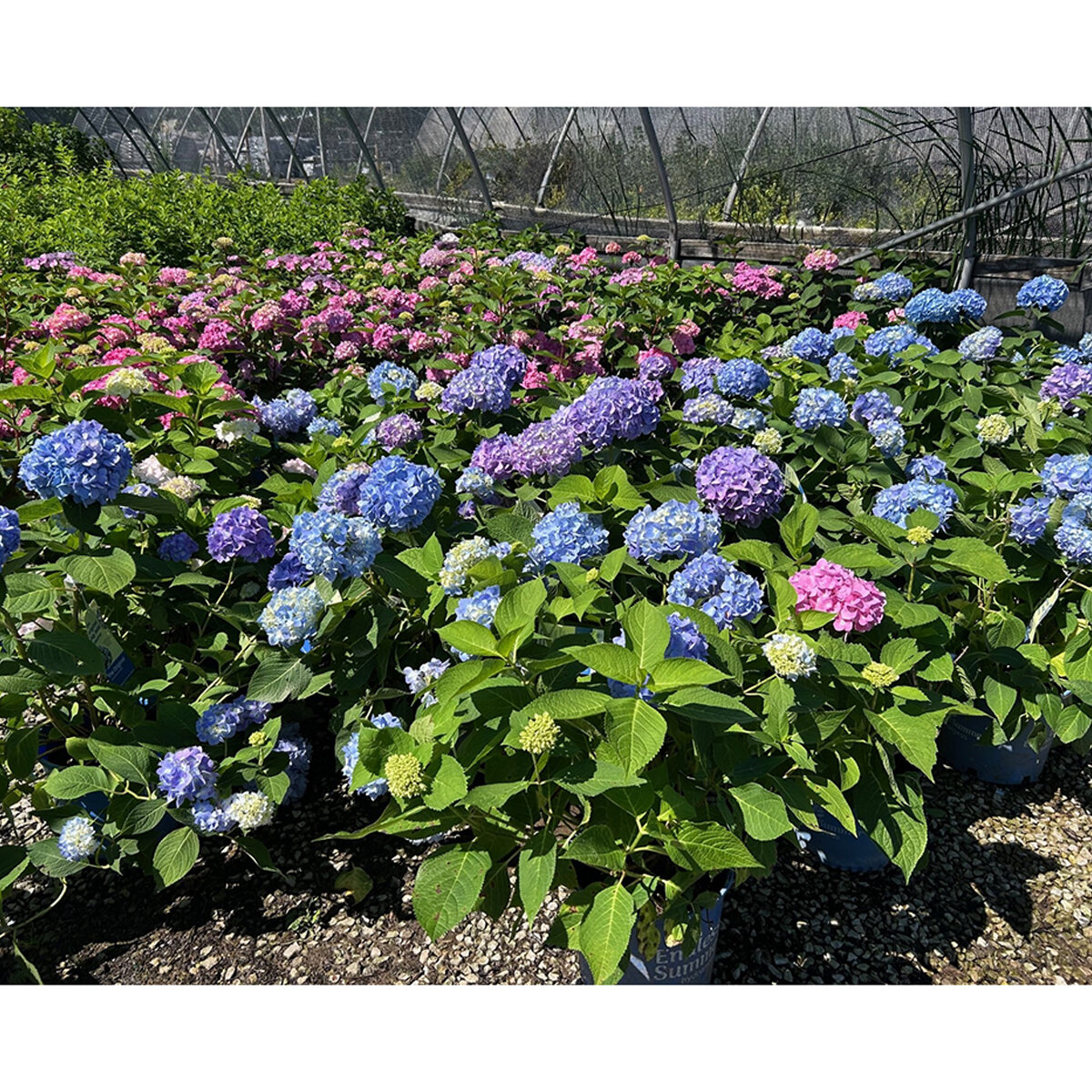 Hydrangea macrophylla The Original Endless Summer Big Leaf Hydrangea ...