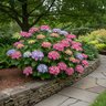 Hydrangea Macrophylla Twist-n-Shout Endless Summer Lacecap Hydrangea