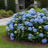 Hydrangea Macrophylla The Original Endless Summer Big Leaf Hydrangea