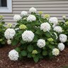Hydrangea macrophylla Blushing Bride Endless Summer Big Leaf Hydrangea