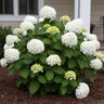 Hydrangea macrophylla Blushing Bride Endless Summer Big Leaf Hydrangea