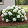 Hydrangea macrophylla Dreamcloud Endless Summer Big Leaf Hydrangea