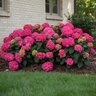 Hydrangea macrophylla Summer Crush Endless Summer Big Leaf Hydrangea