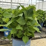 Hydrangea macrophylla The Original Endless Summer Big Leaf Hydrangea