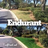 Endurant Perennial Rye Turf Colorant 5 gal. Pail