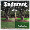 Endurant P+ (Premium) Turf Colorant 1 gal. Jug
