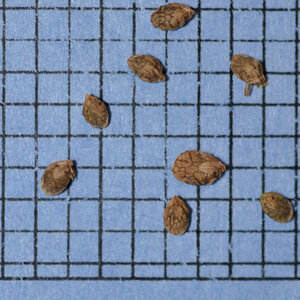 Korean Lespedeza Seed