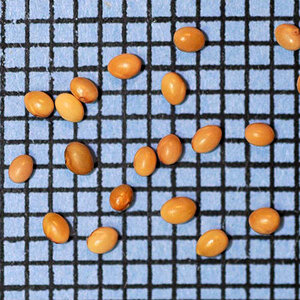 Crimson Clover Seed (lb)