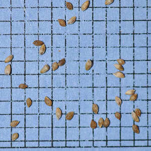 Climax Timothy Seed (Per Lb)