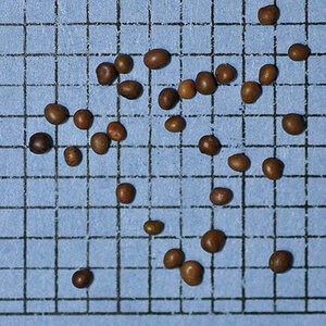 Birdsfoot Trefoil "Leo" Seed 1 lb.