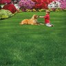 Espoma Lawn Food 15-0-5 50% CRN Ca 4% Ca 1% Fe Turf Granular Fertilizer 40 lb. Bag