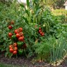 Espoma Organic Garden-Tone 3-4-4 Ornamental Granular Fertilizer 36 lb. Bag