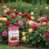 Espoma Organic Rose-Tone 4-3-2 Ornamental Granular Fertilizer 8 lb. Bag