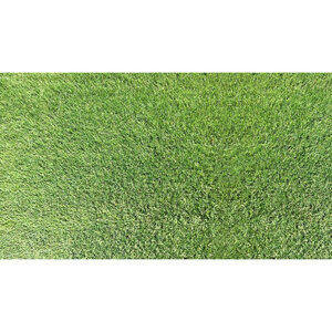 Zoysia Sod Icon Zoysiagrass (per sq. ft.)