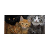 Evergreen Sassafras Switch Door Mat CATS! 22 in. x 10 in.