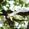 Felco 682 Compact Telescoping Pruning Saw