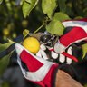 Felco Workwear Gloves Red & White - Small
