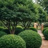 Ferti-Lome Tree & Shrub Food Fertilizer 20 lb.