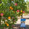 Ferti-Lome Fruit, Citrus & Pecan 19-10-5 Ornamental Granular Fertilizer 20 lb. Bag