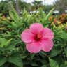 Ferti-Lome Hibiscus & Tropical 17-7-10 Ornamental Granular Fertilizer 12 lb. Bag
