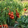 Ferti-lome Tomato & Vegetable Food 7-22-8 4 lb.