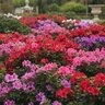 Ferti-lome Azalea, Camellia, and Rhododendron Food 9-15-13 15 lb.