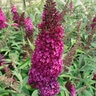 Buddleia Davidii Funky Fuchsia Butterfly Bush