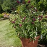 Buddleia Davidii Funky Fuchsia Butterfly Bush