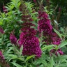 Buddleia Davidii Funky Fuchsia Butterfly Bush