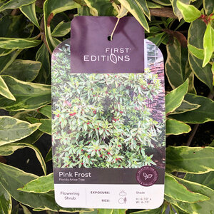 Illicium Floridanum Pink Frost Florida Anise