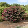 Lagerstroemia X Plum Magic Crape Myrtle