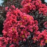 Lagerstroemia Indica Midnight Magic First Editions Crape Myrtle 15 gal. Container