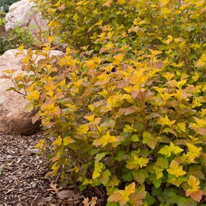 Physocarpus opulifolius Amber Jubilee Ninebark