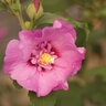 Hibiscus Syriacus Tahiti Rose of Sharon