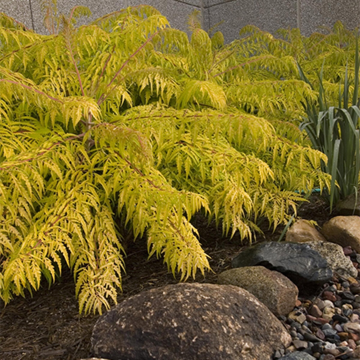 Rhus typhina Tiger Eyes First Editions Cut-Leaf Staghorn Sumac | SiteOne US